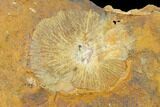 Fossil Ginkgo Leaf with Winged Walnut Fruit - North Dakota #145309-2